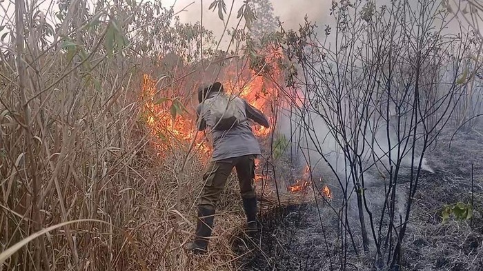 Petugas memadamkan karhutla di Way Kambas, Lampung Timur.