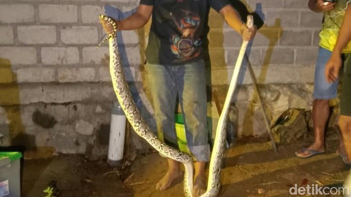 Tim Exalos Klaten menunjukkan indukan ular piton yang berhasil diamankan