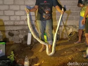 Hii! Piton-9 Telur Ular Ditemukan di Belakang Rumah Warga Boyolali