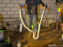 Hii! Piton-9 Telur Ular Ditemukan di Belakang Rumah Warga Boyolali