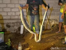 Hii! Piton-9 Telur Ular Ditemukan di Belakang Rumah Warga Boyolali