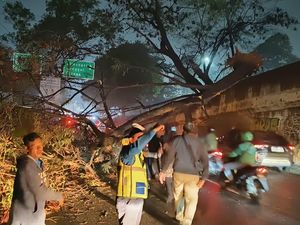 Pohon Tumbang Tutup Jalan Jambore Cibubur, Lalin Arah Cileungsi Macet