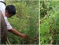Tanaman Ganja di Kebun Warga Lampung Selatan Disita Polisi, Pemilik Diburu