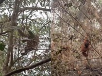 Potret Chelsea dan Gundul, Orang Utan Terdampak Karhutla Tanjung Puting