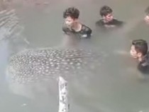 Hiu Tutul 3,5 Meter Terdampar di Tambak Udang Muna