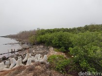 Jatuh Bangun Sururi 30 Tahun Tanam Mangrove di Pesisir Semarang-Hidupi 6 Anak