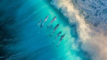 Sekelompok lumba-lumba berenang kompak di bawah gulungan ombak berwarna biru toska di Margaret River, Australia Barat. Momen spektakuler ini diabadikan Michael Haluwana menggunakan drone, memperlihatkan keharmonisan satwa laut dengan kekuatan samudra. Foto: Michael Haluwana/OurNature Environmental Photo Awards 2026.