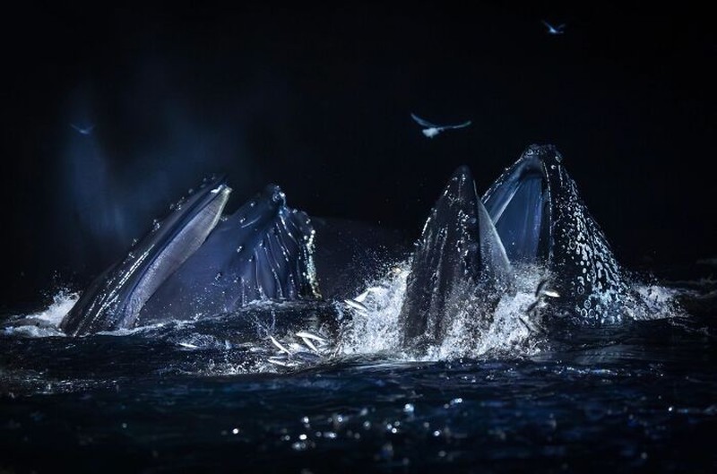 The Ournature Environmental Photo Awards 2026