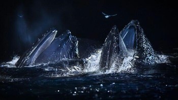 Sejumlah paus bungkuk muncul ke permukaan untuk menyantap kawanan ikan haring di perairan Norwegia Utara. Di tengah gelapnya malam kutub, burung camar ikut berkumpul memanfaatkan pesta makan tersebut. Foto: Audun Rikardsen/OurNature Environmental Photo Awards 2026.