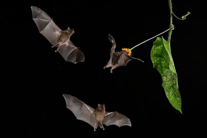 The Ournature Environmental Photo Awards 2026