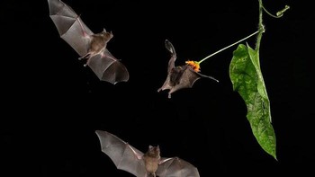 Tiga kelelawar tertangkap kamera di sekitar bunga pada malam hari di hutan hujan Kosta Rika. Satu kelelawar sedang mengisap nektar, sementara dua lainnya terbang di dekatnya. Momen yang berlangsung sangat cepat ini dibekukan menggunakan empat lampu kilat. Foto: Krisztina Szakolczai/OurNature Environmental Photo Awards 2026.