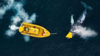 Seekor paus bungkuk berjuang melepaskan diri setelah terjerat peralatan penangkapan ikan di Norwegia Utara. Tim patroli perikanan akhirnya datang membantu dan berhasil membebaskannya. Foto mengharukan ini menjadi pengingat bahaya alat tangkap ikan bagi kehidupan laut. Foto: Audun Rikardsen/OurNature Environmental Photo Awards 2026.