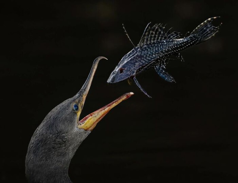 The Ournature Environmental Photo Awards 2026