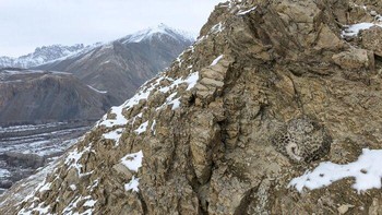 Sekilas hanya terlihat bebatuan, tetapi coba perhatikan lebih teliti! Dua anak macan tutul salju bersembunyi di antara bebatuan Pegunungan Himalaya, Pakistan. Corak bulunya menyatu begitu sempurna dengan lingkungan hingga nyaris tak terlihat. Foto: Awais Ali Sheikh/OurNature Environmental Photo Awards 2026.