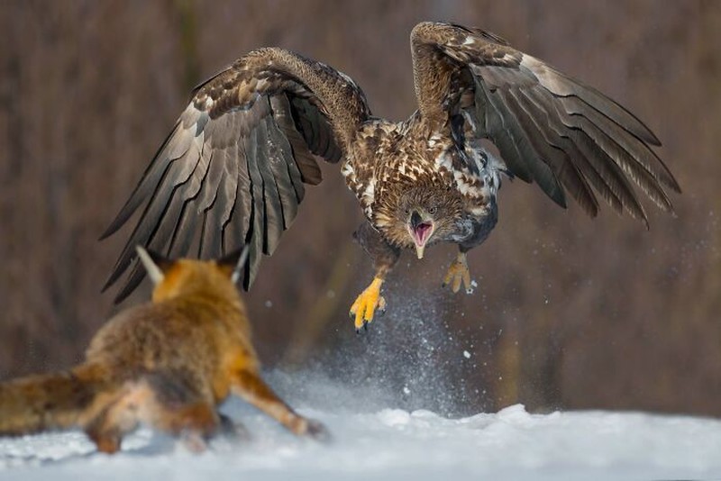 The Ournature Environmental Photo Awards 2026
