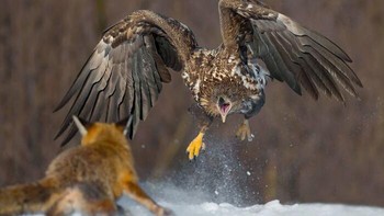 Momen langka sekaligus menegangkan! Seekor elang ekor putih menukik tajam dengan cakar terjulur untuk menyerang rubah merah yang bersiap mempertahankan diri. Pertarungan dua predator ini berlangsung alami tanpa umpan atau campur tangan manusia. Foto karya Damian Kwasek ini meraih Honorable Mention kategori Pure Nature - Air. Foto: Damian Kwasek/OurNature Environmental Photo Awards 2026.