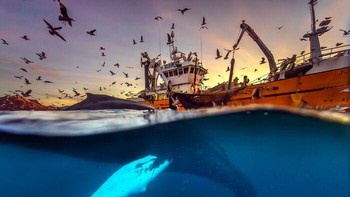 Pemandangan menakjubkan sekaligus mengkhawatirkan! Seekor paus bungkuk mencari makan di dekat kapal penangkap ikan haring di Norwegia Utara. Meski mendapatkan makanan dengan mudah, paus menghadapi risiko terjerat jaring yang dapat menyebabkan cedera hingga kematian. Foto: Audun Rikardsen/OurNature Environmental Photo Awards 2026. Foto: The Ournature Environmental Photo Awards