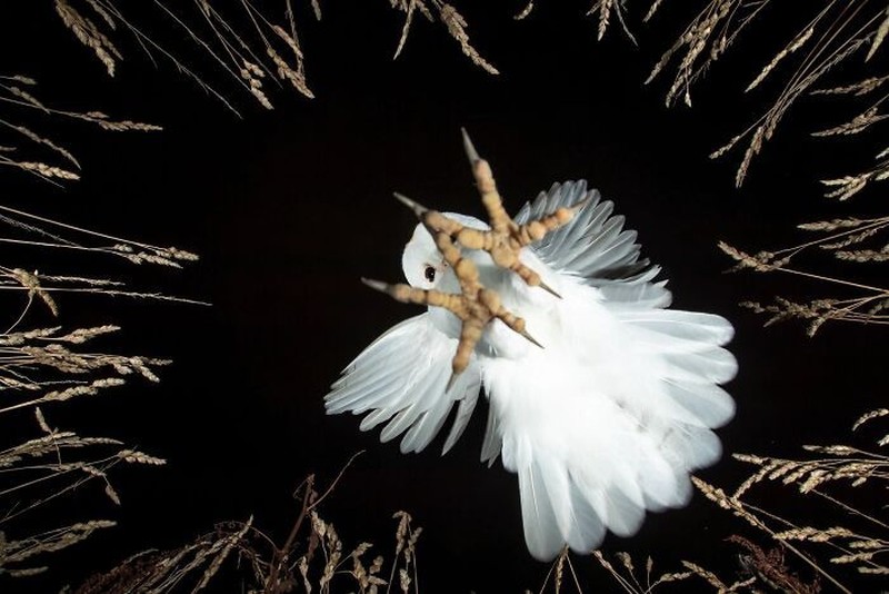 The Ournature Environmental Photo Awards 2026