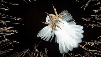 Detik-detik Burung Hantu Menerkam Mangsa. Tatapan tajam dan cakar siap menerkam! Seekor burung hantu serak (barn owl) menukik langsung ke arah kamera, memperlihatkan sudut pandang mangsanya sesaat sebelum diserang. Foto dramatis karya Vince Burton ini meraih juara kedua kategori Pure Nature - Air. Foto: Vince Burton/OurNature Environmental Photo Awards 2026.