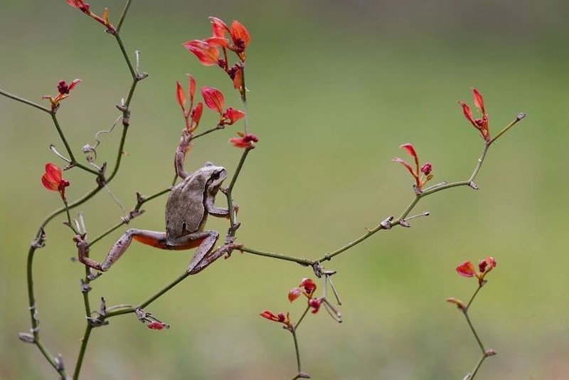 The Ournature Environmental Photo Awards 2026