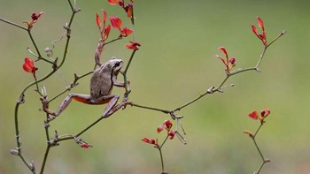 Seekor katak pohon memanjat ranting sebelum berhenti sejenak, seolah menikmati pemandangan dari tempat tinggi. Momen unik ini diabadikan Marina Gavrikova di kawasan Delta Sungai Samur, Dagestan, Rusia. Foto tersebut meraih Honorable Mention kategori Young Photographers. Foto: Marina Gavrikova/OurNature Environmental Photo Awards 2026.