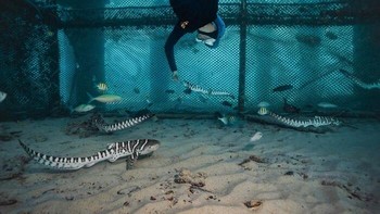 Seorang penyelam merawat anak-anak hiu macan tutul di fasilitas pemeliharaan bawah laut dekat Pulau Maiton, Thailand. Hiu-hiu ini dikembangbiakkan melalui StAR Project Thailand sebelum nantinya dilepas ke Laut Andaman. Foto karya Luciano Morales Corinaldesi ini meraih Honorable Mention kategori Solutions. Foto: Luciano Morales Corinaldesi/OurNature Environmental Photo Awards 2026.