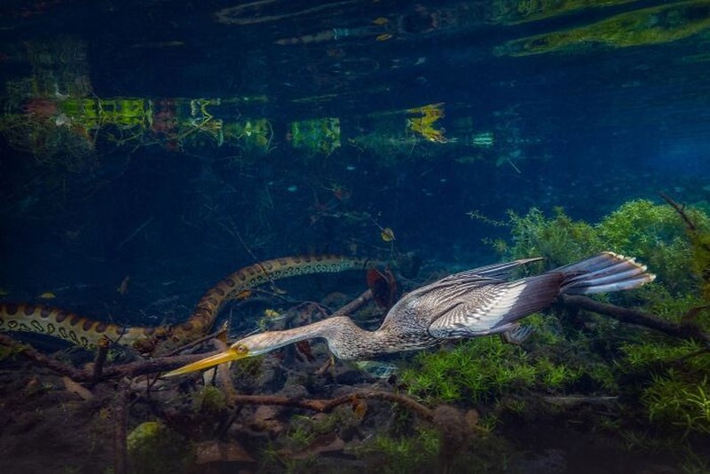 The Ournature Environmental Photo Awards 2026