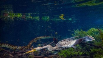 Momen langka di perairan jernih Rio da Prata, Brasil! Seekor burung anhinga berenang dengan leher terjulur untuk memburu mangsa, sementara anakonda hijau melintas di dasar sungai dari arah berlawanan. Pertemuan dua predator dalam satu bingkai ini diabadikan Marcio Estevez Cabral dan meraih Honorable Mention kategori Pure Nature - Water. Foto: Marcio Estevez Cabral/OurNature Environmental Photo Awards 2026.