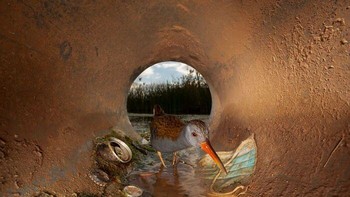 Seekor burung mandar air (common moorhen) mencari makan di saluran pembuangan yang dipenuhi sampah dan air keruh di Hellín, Spanyol. Foto karya Julián Fernandez Quilez ini memperlihatkan bagaimana satwa liar terpaksa hidup berdampingan dengan limbah manusia. Karya berjudul Pipe of Pollution tersebut meraih Honorable Mention kategori Our Footprints. Foto: Julián Fernandez Quilez/OurNature Environmental Photo Awards 2026.