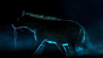 Seekor hyena mendekati kubangan air pada malam hari di Shompole Nature Conservancy, Kenya. Efek cahaya LED menciptakan jejak kebiruan di sekitar tubuhnya, membuat predator ini tampak seperti makhluk misterius dari dunia lain. Foto karya Hira Punjabi ini meraih Honorable Mention kategori Pure Nature - Water. Foto: Hira Punjabi/OurNature Environmental Photo Awards 2026.