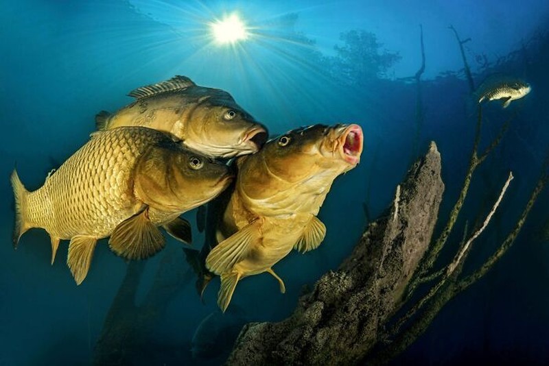 The Ournature Environmental Photo Awards 2026