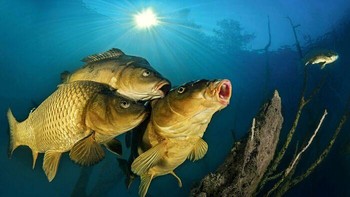 Tiga ikan mas berkumpul di antara ranting pohon yang tenggelam di sebuah danau di Feketenyék, Slovakia. Sinar matahari menembus air dan menerangi tubuh keemasan mereka, menciptakan pemandangan yang menyerupai foto keluarga bawah air. Karya Ferenc Ifj. Lőrincz ini meraih Honorable Mention kategori Carpathian Basin. Foto: Ferenc Ifj. Lőrincz/OurNature Environmental Photo Awards 2026.