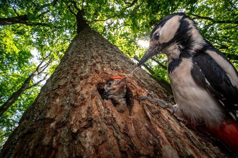 The Ournature Environmental Photo Awards 2026
