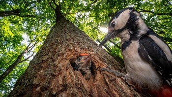 Seekor burung pelatuk tutul besar menyuapi anaknya yang mengintip dari lubang sarang di batang pohon ek tua di dataran tinggi Hornosvratecká, Republik Ceko. Fotografer Jan Pokluda mengabadikan momen langka ini menggunakan kamera yang dipicu dari jarak jauh agar tidak mengganggu aktivitas burung. Foto tersebut meraih juara pertama kategori Pure Nature - Air. Foto: Jan Pokluda/OurNature Environmental Photo Awards 2026.