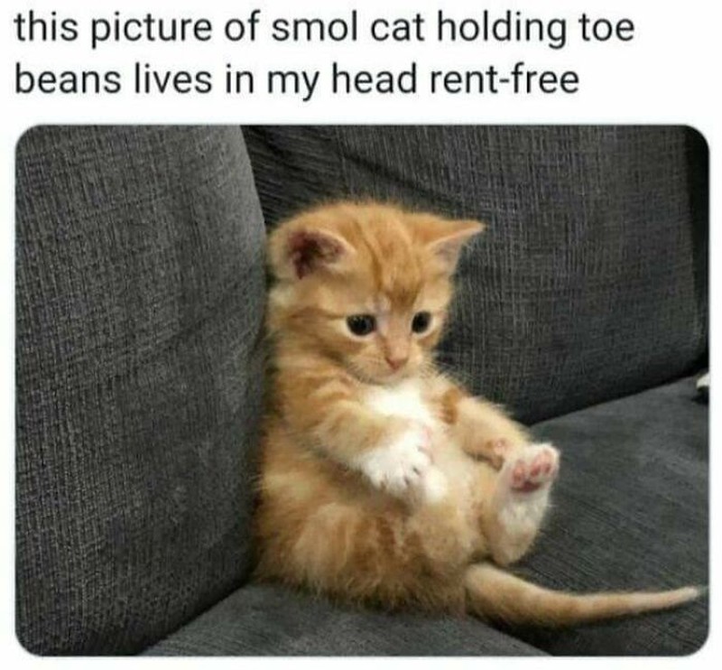 Addictedtokittys via Bored Panda