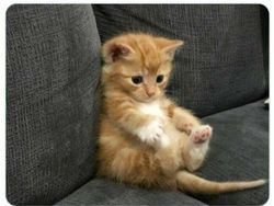 Kucing yang Memeable, Terlalu Imut atau Kelewat Absurd Tingkahnya
