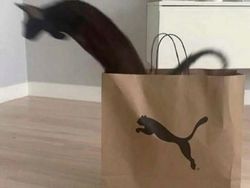 Kucing yang Memeable, Terlalu Imut atau Kelewat Absurd Tingkahnya