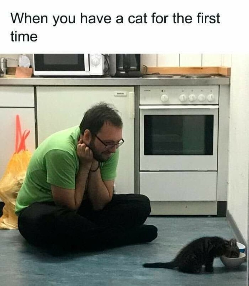 Addictedtokittys via Bored Panda