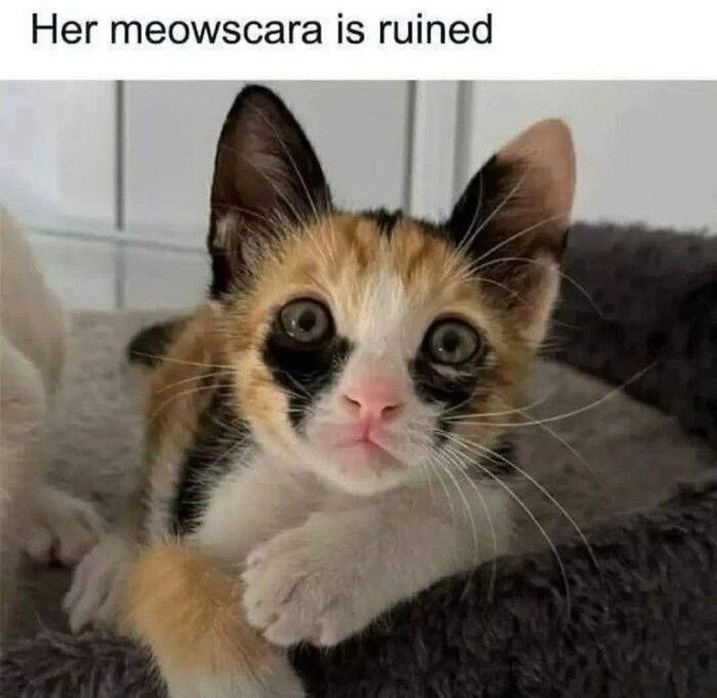 Addictedtokittys via Bored Panda