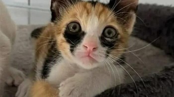Meowscaranya luntur. Siapa yang menyakitinya. Foto: Addictedtokittys via Bored Panda