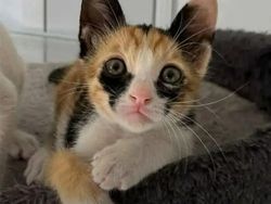 Kucing yang Memeable, Terlalu Imut atau Kelewat Absurd Tingkahnya