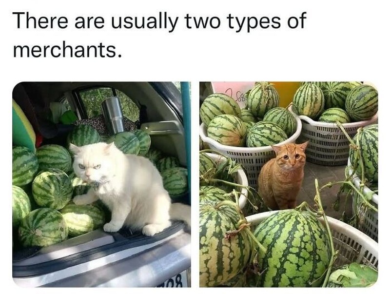 Addictedtokittys via Bored Panda