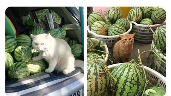 Dua tipe penjual. Foto: Addictedtokittys via Bored Panda