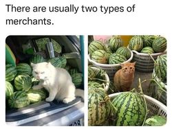 Kucing yang Memeable, Terlalu Imut atau Kelewat Absurd Tingkahnya