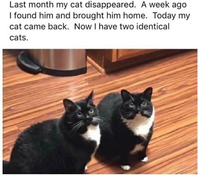 Addictedtokittys via Bored Panda