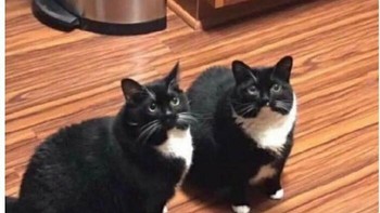Bulan lalu, kucingnya hilang, lalu ketemu. Hari ini kucing aslinya balik. Nah, sekarang dia punya dua kucing kembar identik. Foto: Addictedtokittys via Bored Panda