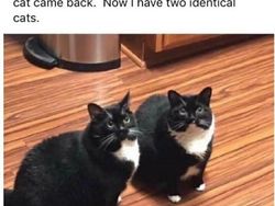 Kucing yang Memeable, Terlalu Imut atau Kelewat Absurd Tingkahnya