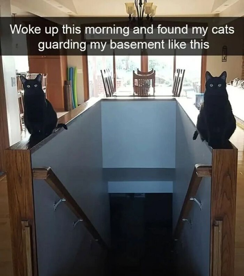 Addictedtokittys via Bored Panda