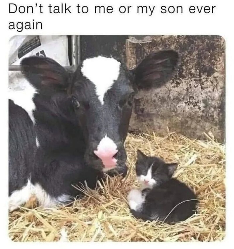 Addictedtokittys via Bored Panda