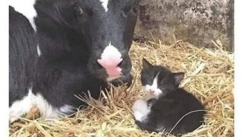 Jangan ganggu anakku, kata si sapi. Siap, siap. Foto: Addictedtokittys via Bored Panda